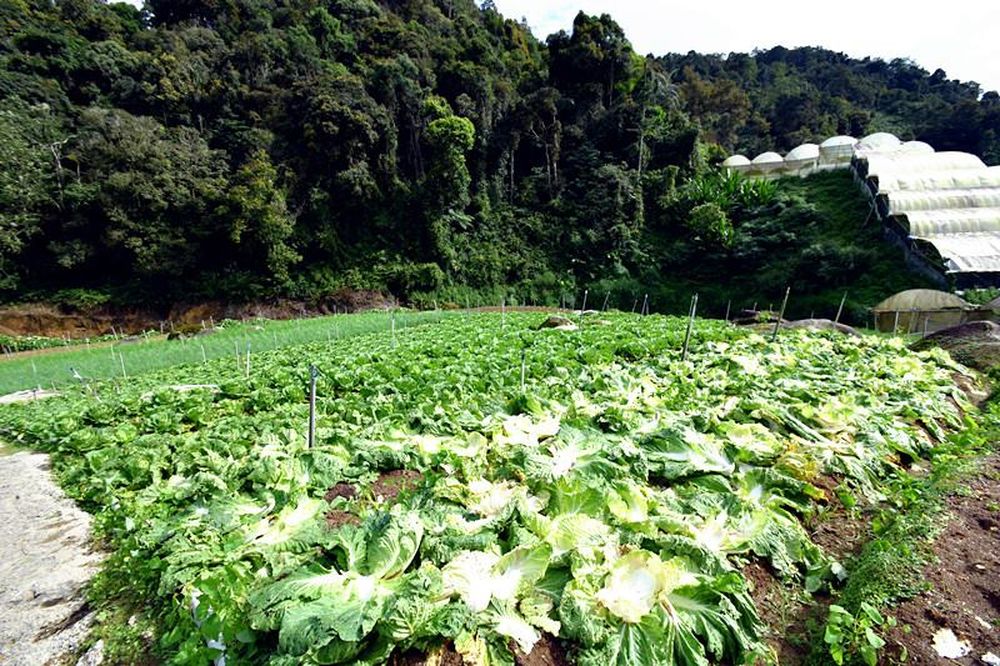 金马仑菜农协会:东北季风来临 下月菜价或飙高三倍
